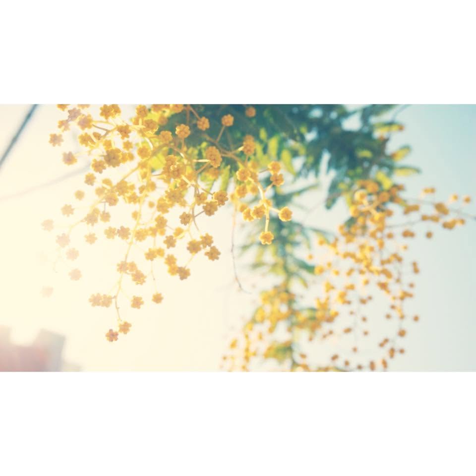 光の差す木の葉